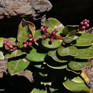 Agarista buxifolia.petit bois de rempart.ericaceae.endémique Madagascar Mascareignes. (3).jpeg